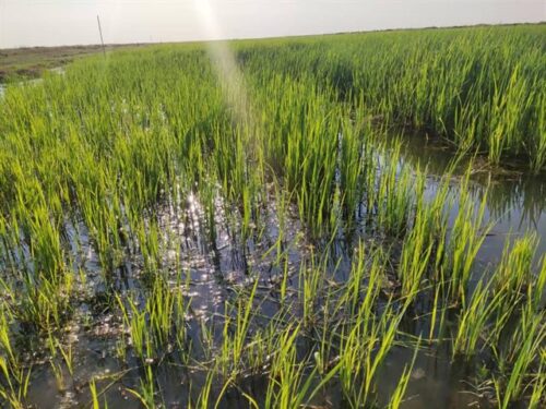 cuba-hacia-soberania-alimentaria-con-mayores-areas-arroceras
