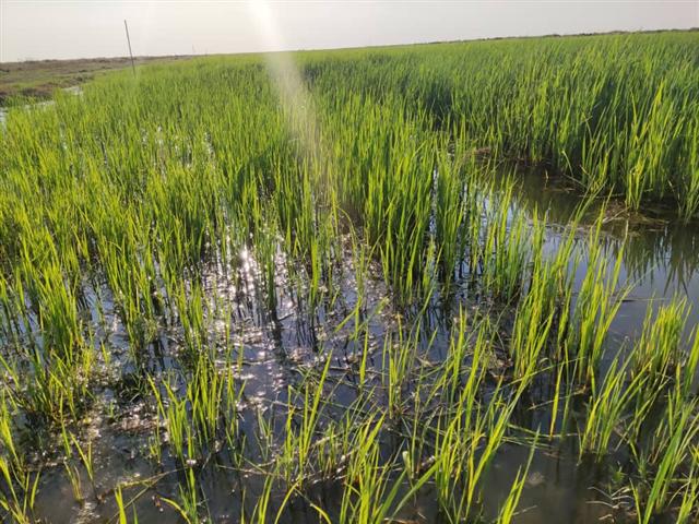 cuba-hacia-soberania-alimentaria-con-mayores-areas-arroceras