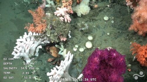 expedicion-revela-biodiversidad-de-fondo-marino-uruguayo