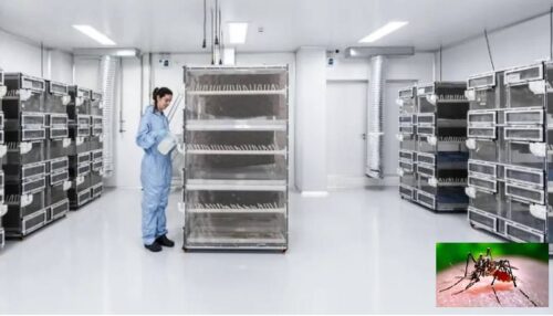 brasil-estreno-megafabrica-que-produce-mosquitos-contra-enfermedades