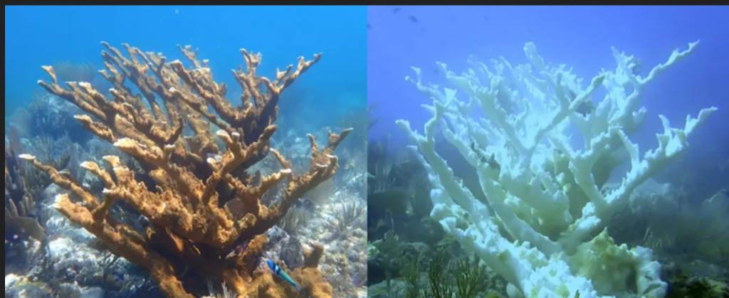 calor-record-liquido-dos-corales-iconicos-de-florida