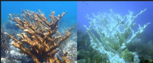 calor-record-liquido-dos-corales-iconicos-de-florida