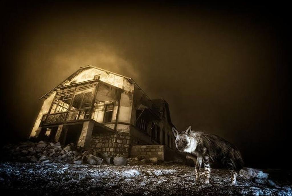 fotografia-de-hiena-fantasmal-gana-concurso-internacional-britanico