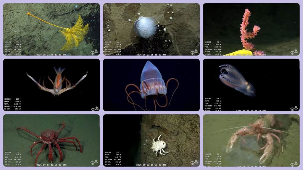 argentina-ultiman-nueva-mision-cientifica-sobre-ecosistemas-extremos