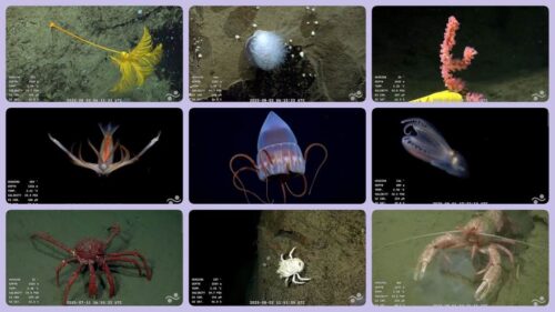 argentina-ultiman-nueva-mision-cientifica-sobre-ecosistemas-extremos