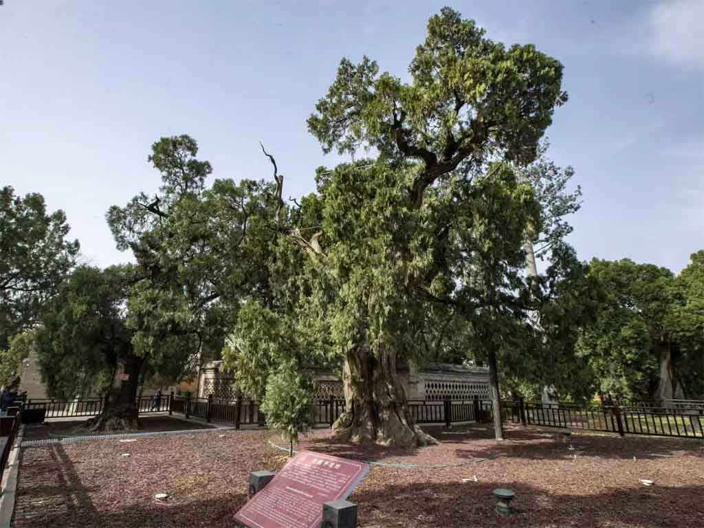 cipreses-milenarios-en-china-cultura-a-traves-de-generaciones