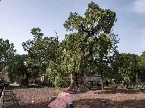 cipreses-milenarios-en-china-cultura-a-traves-de-generaciones