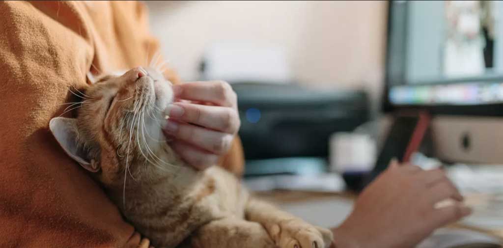 ubican-en-norte-de-africa-los-origenes-del-gato-domestico