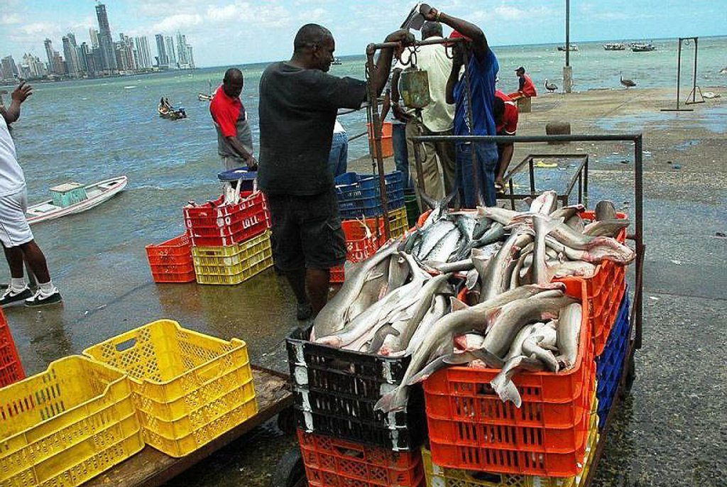 fao-destaca-avances-de-panama-en-sector-de-la-pesca