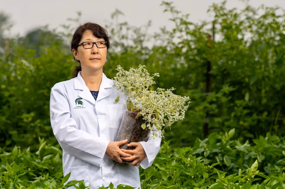 En estudio planta superresistente al calor extremo