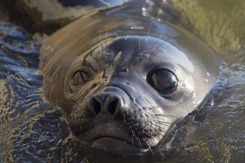 emprendio-travesia-elefanta-marina-nacida-en-playa-uruguaya