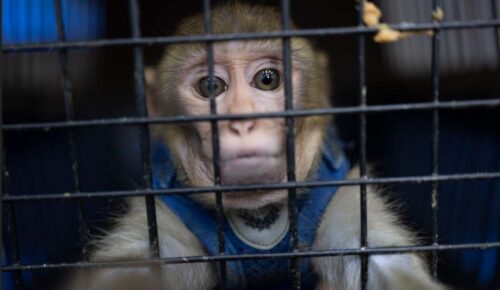 puerto-rico-trasladara-especies-exoticas-a-zoologico-en-santo-domingo