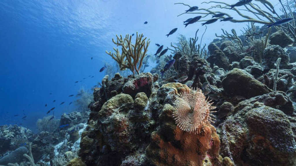 fao-celebra-nuevo-tratado-que-protege-diversidad-biologica-marina