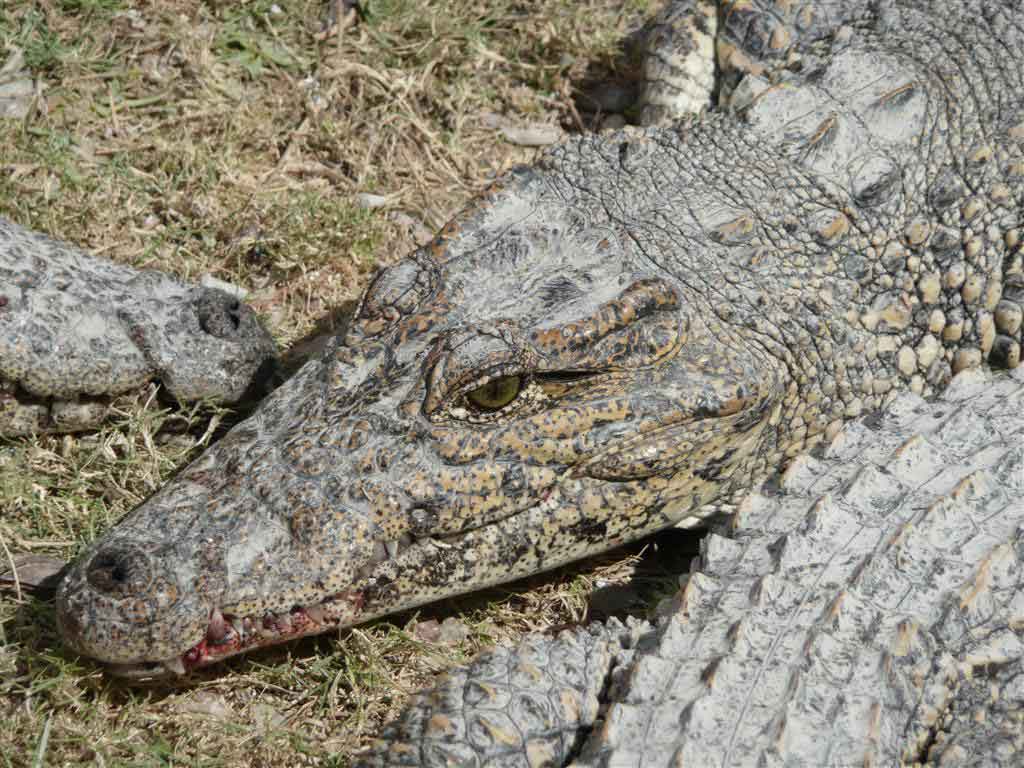 crece-atractivo-del-cocodrilo-para-viajes-turisticos-a-cuba