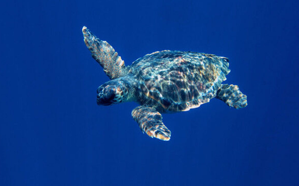 resalta-cuba-presencia-en-acuerdo-de-alta-mar