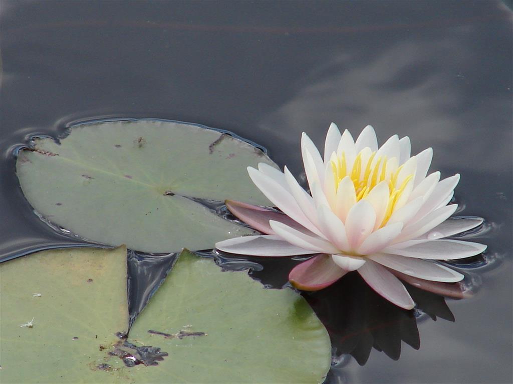 los-humedales-de-cuba-atraen-a-muchos-turistas