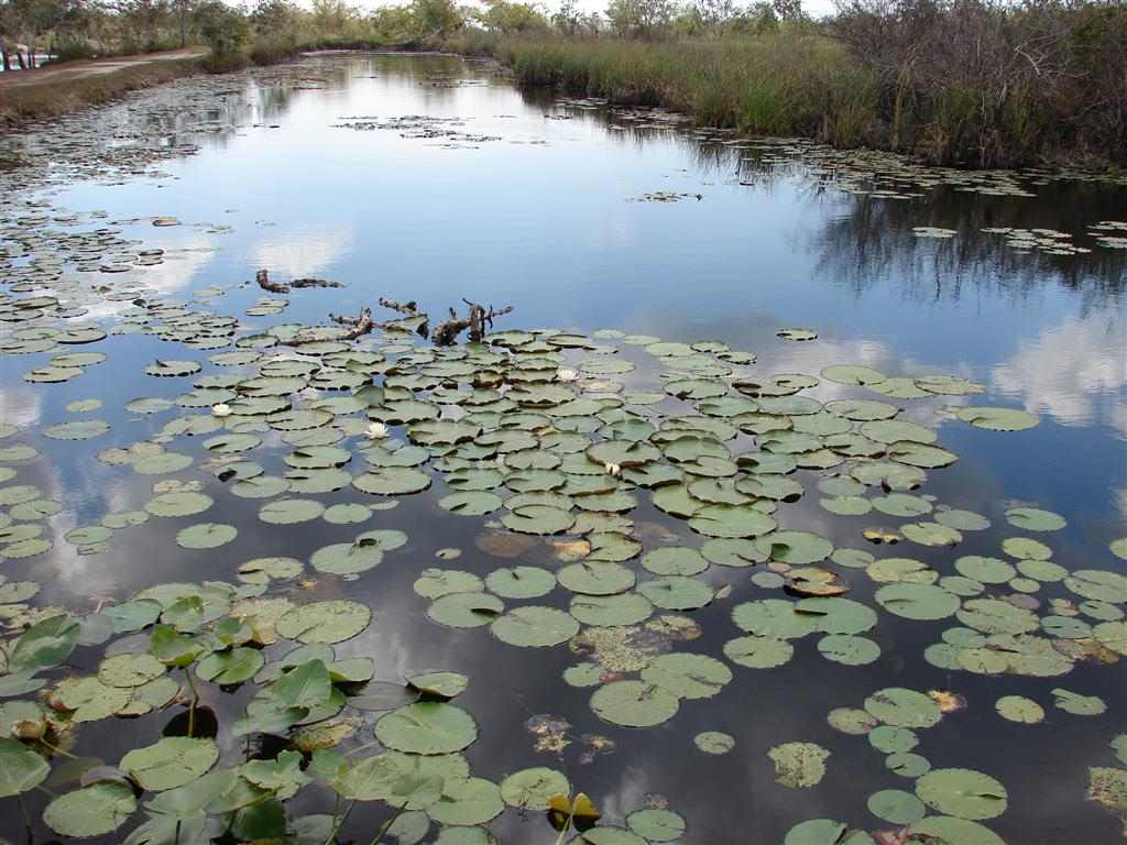 los-humedales-de-cuba-atraen-a-muchos-turistas