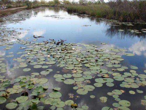 los-humedales-de-cuba-atraen-a-muchos-turistas