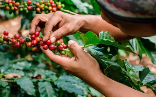 ejercito-de-nicaragua-destaco-seguridad-a-cosecha-cafetalera