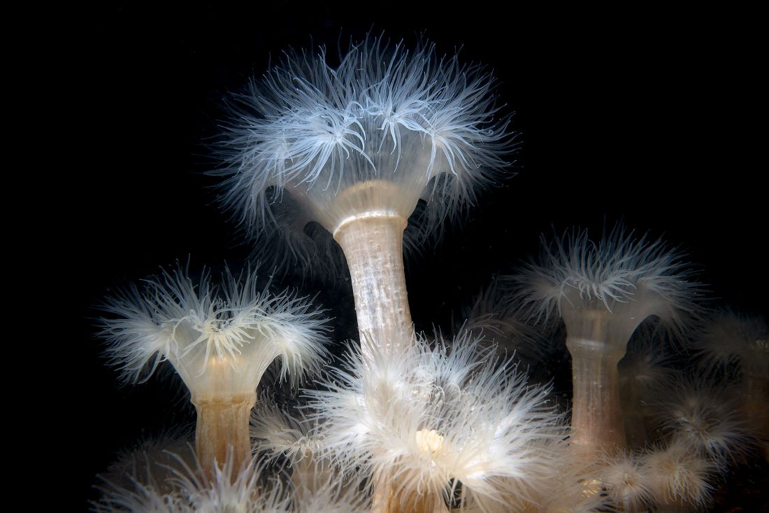 chile-busca-proteger-los-bosques-sumergidos-de-la-patagonia