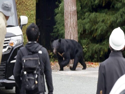 encuentran-muerta-a-mujer-en-japon-tras-incidente-con-oso