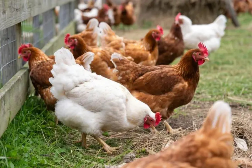 francia-rebaja-a-moderado-el-riesgo-de-la-gripe-aviar