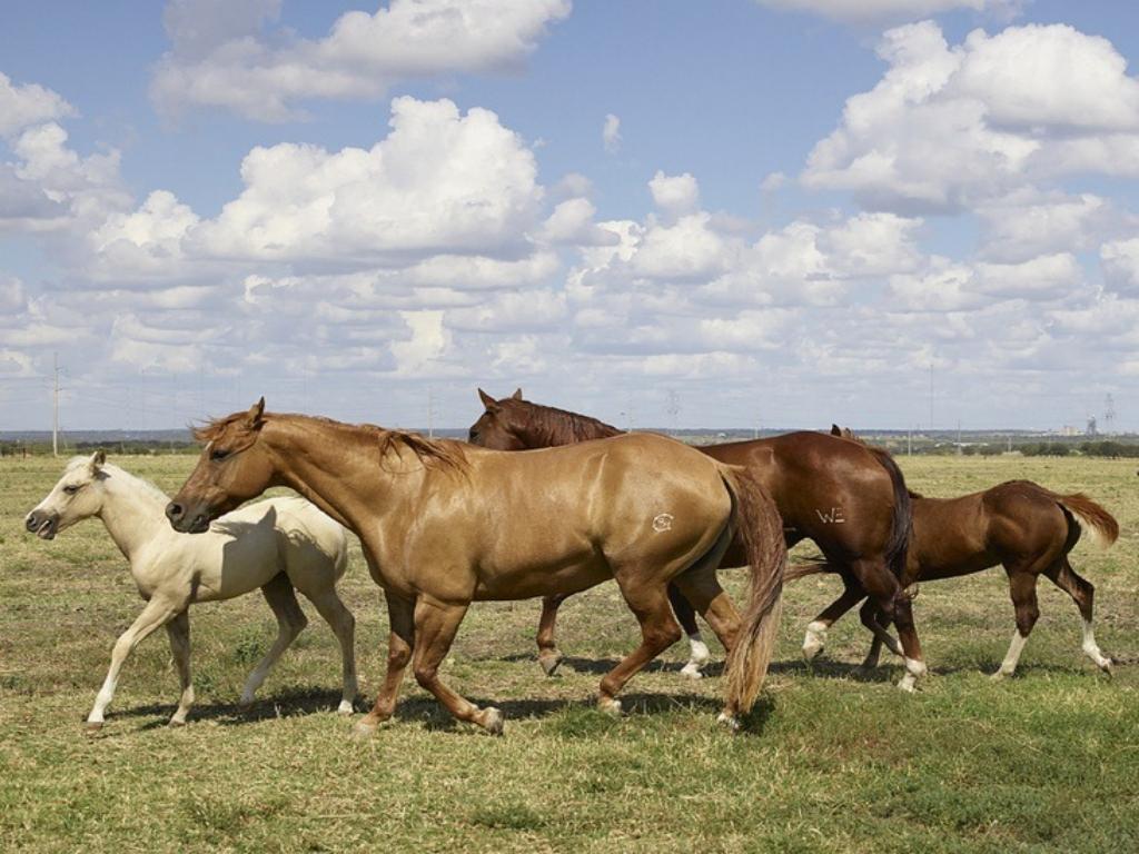 ong-de-ee-uu-mejora-cuidados-a-caballos-en-cuba