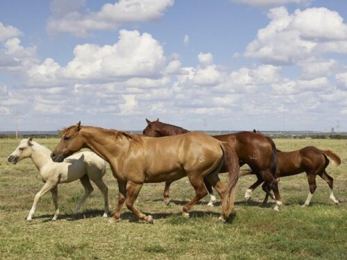 ong-de-ee-uu-mejora-cuidados-a-caballos-en-cuba