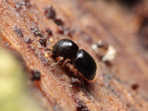 se-suma-otra-plaga-forestal-al-picudo-rojo-en-uruguay