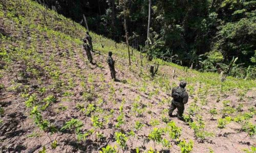 ejercito-de-honduras-incauta-casi-25-mil-arbustos-de-coca