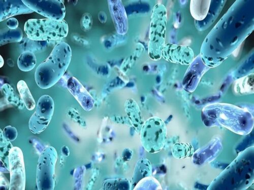 descubren-en-rusia-nuevas-bacterias-con-potencial-medico-y-agricola