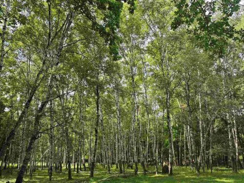 bosques-tropicales-son-vitales-para-la-vida-en-el-planeta