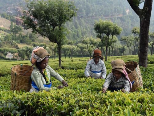 crisis-regional-comienza-afectar-exportaciones-de-te-de-india