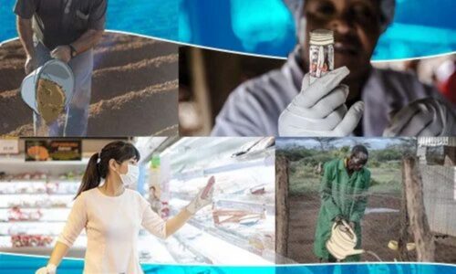 observa-la-fao-aumento-en-el-uso-de-antimicrobianos-en-la-ganaderia