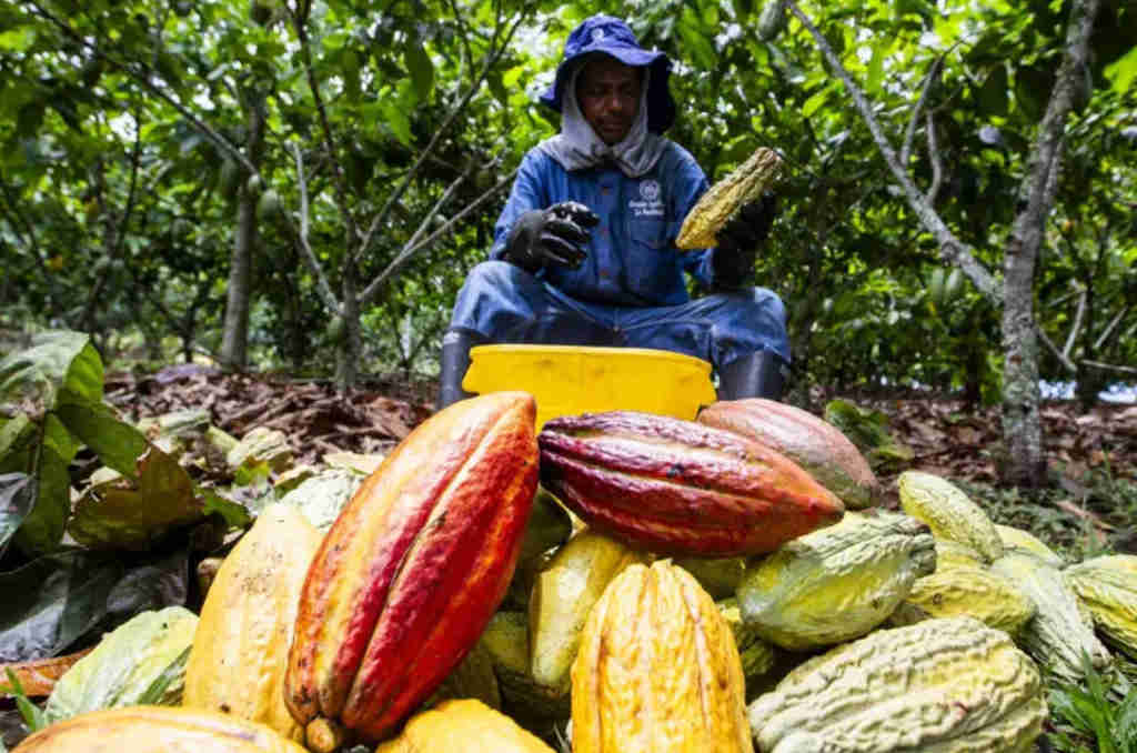 cacao-de-guatemala-por-responder-a-exigencias-del-mercado-europeo