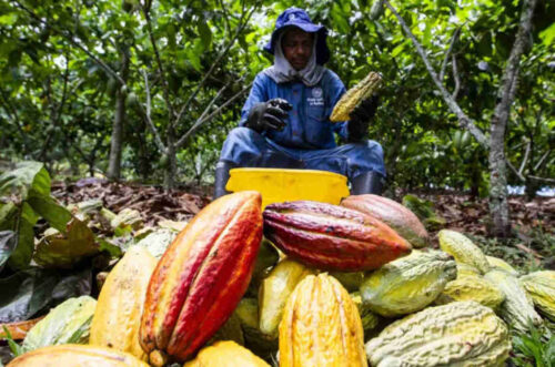 cacao-de-guatemala-por-responder-a-exigencias-del-mercado-europeo