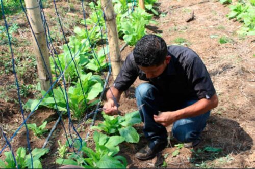 productividad-agricola-de-el-salvador-entre-las-mas-bajas-de-region
