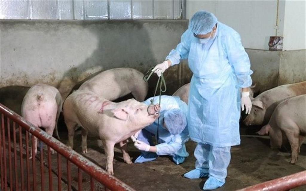 registran-nuevo-brote-de-peste-porcina-africana-en-moldavia