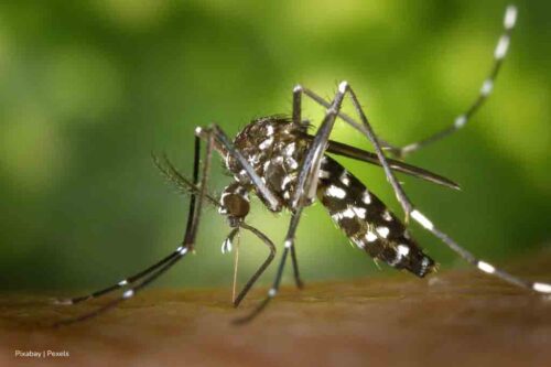 india-iniciara-vacunacion-con-qdenga-tetravalente-contra-dengue