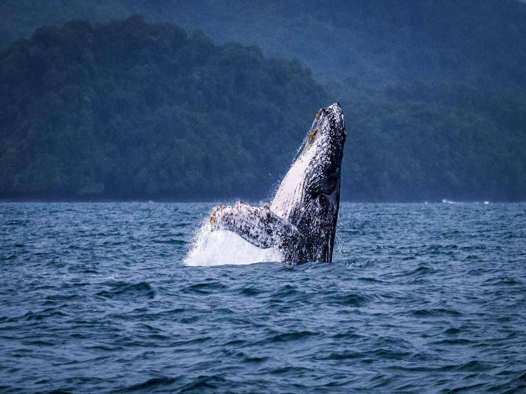 llaman-en-panama-a-avistamiento-responsable-de-ballenas-y-delfines
