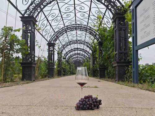 china-y-asia-acogeran-por-primera-vez-congreso-mundial-de-vina-y-vino