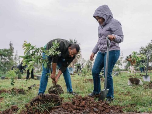 etiopes-convocados-a-sembrar-800-millones-de-arboles-en-un-dia