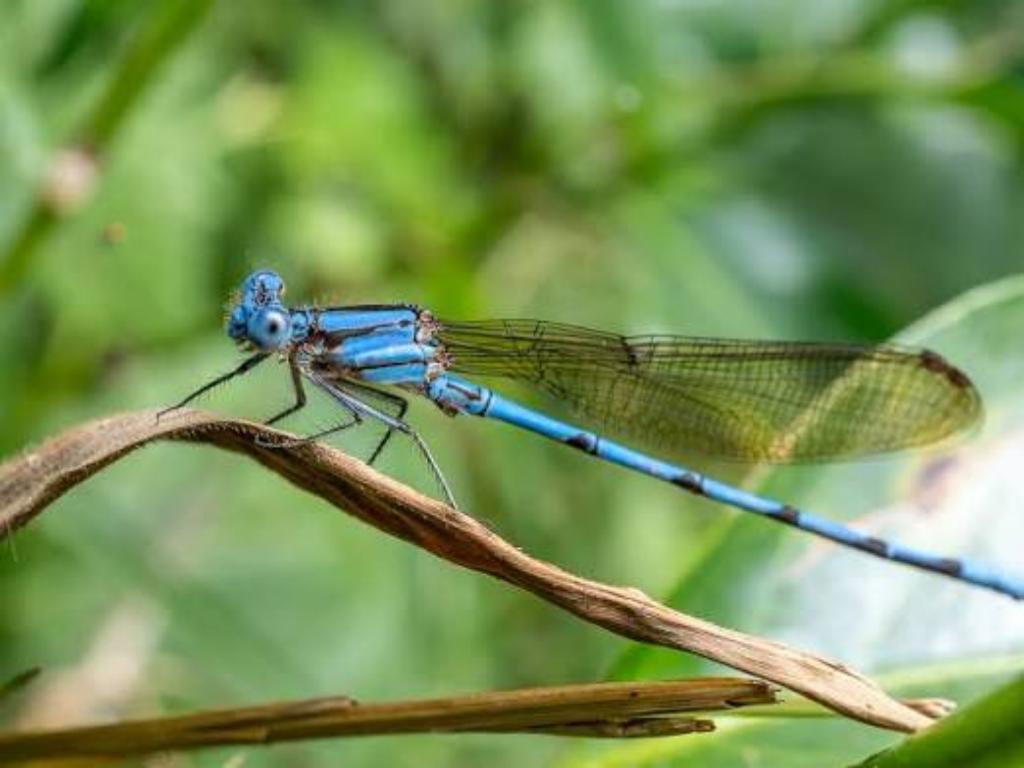 descubren-nueva-especie-de-libelula-en-guainia-colombia