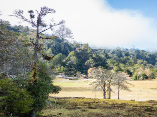 prision-preventiva-por-deforestacion-en-parque-nacional-dominicano