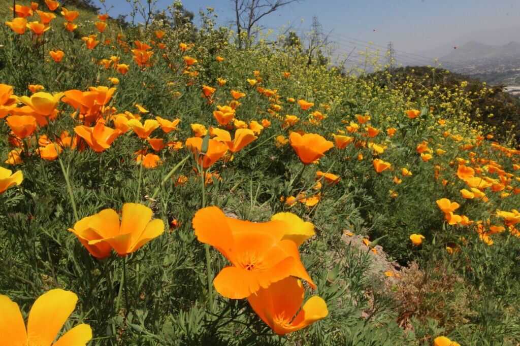 expertos-de-chile-revelan-mitos-y-realidades-de-la-primavera