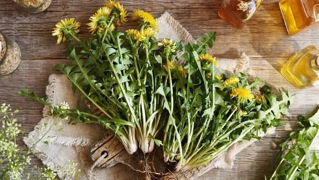 cientificos-rusos-identifican-plantas-para-tratar-la-diabetes
