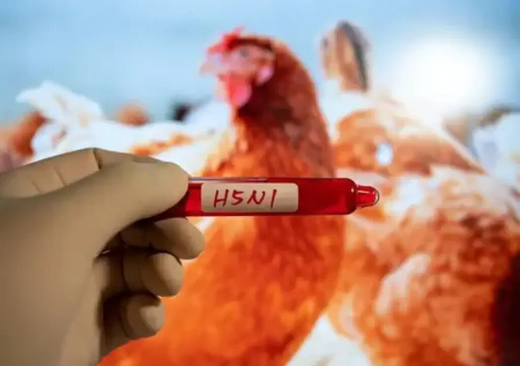 detectan-primer-caso-de-gripe-aviar-h5n1-en-sidney-australia