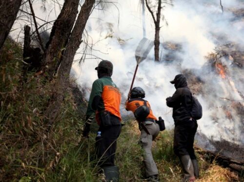 indonesia-pausa-algunas-rutas-de-excursion-por-incendios-forestales