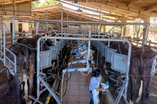 brasil-alcanza-record-de-produccion-de-leche-en-2025