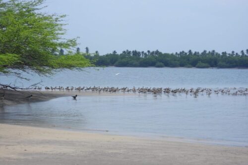 el-salvador-con-primer-sitio-regional-de-conservacion-de-aves